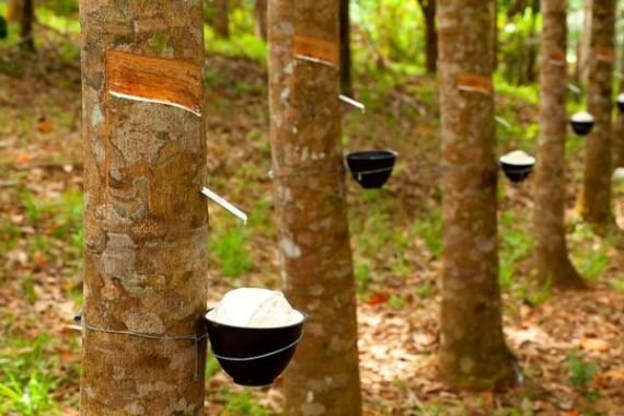 Rembug Tani Jabar di Tasikmalaya, Apkarindo Perkuat Sinergi Demi Masa Depan Karet Rakyat