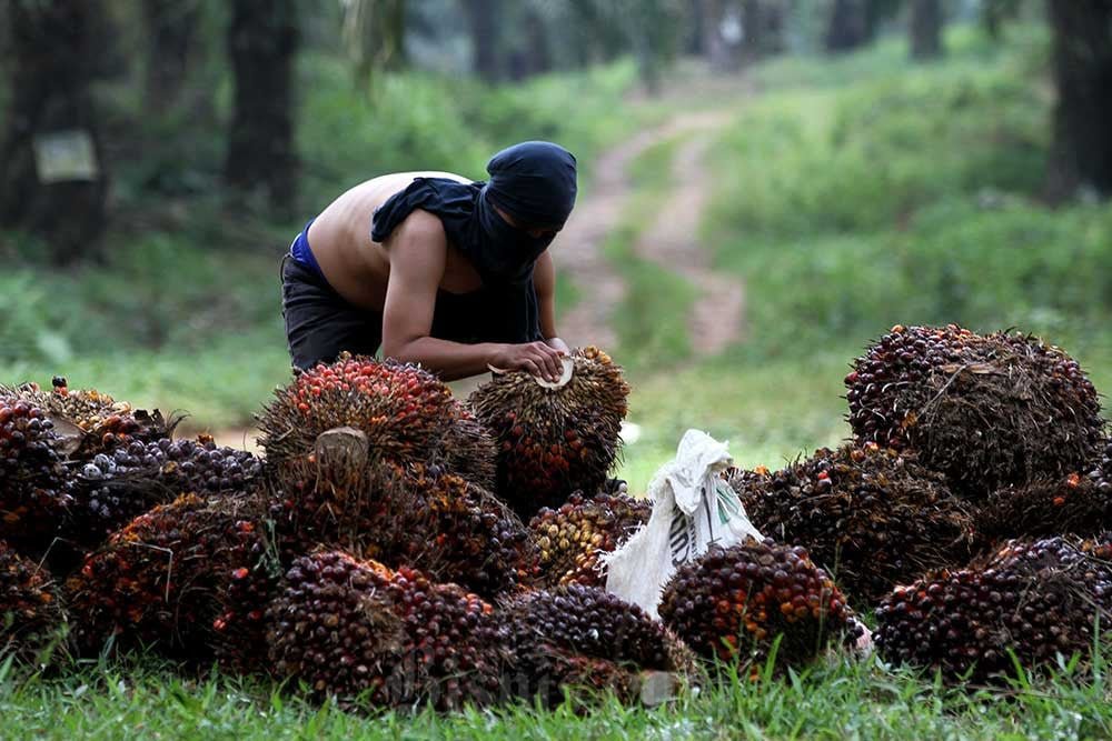 AS Sepakat Sawit hingga Karet RI Dibebaskan dari Tarif 19%