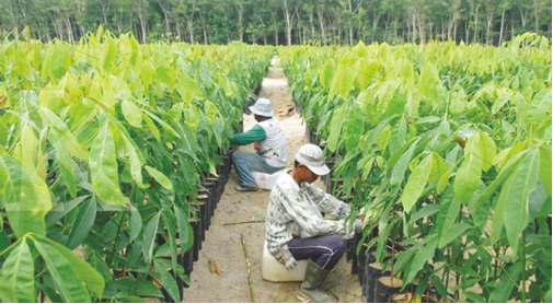 European Bank Interested in Rubber Replanting Investment in Indonesia